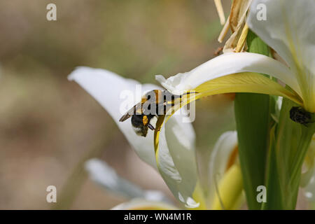 Le cerf de bourdon bourdon Bombus lucorum ou latine comme Bombus terrestris famille apidae se nourrissent d'une fleur d'iris sauvages famille iridaceae en Italie Banque D'Images