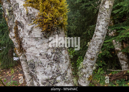 L'aulne, Alnus rubra, le long des berges de la Rivière Blanche en forêt Fédération State Park près de Mount Rainier, Washington State, USA Banque D'Images