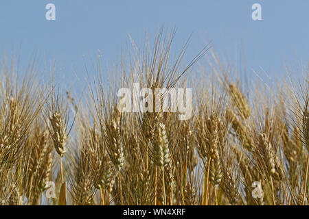Les oreilles de l'orge Hordeum vulgare mûrir au soleil au début de l'été dans un champ en Italie Banque D'Images