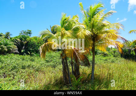 Close up of tropical forest, jungle de Praia do Forte, le Brésil. L'appui de la forêt de fougères et de palmiers luxuriants. La forêt tropicale à feuilles persistantes Banque D'Images