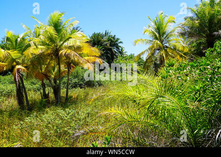 Close up of tropical forest, jungle de Praia do Forte, le Brésil. L'appui de la forêt de fougères et de palmiers luxuriants. La forêt tropicale à feuilles persistantes Banque D'Images