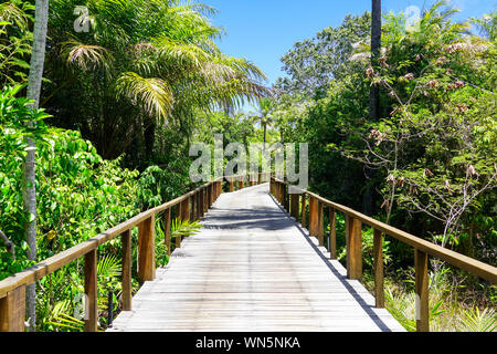 Perspective de pont de bois dans une profonde forêt tropicale. Pont en bois de ronde dans la forêt tropicale luxuriante à l'appui de fougères et de palmiers au cours de l'été chaud et ensoleillé Banque D'Images