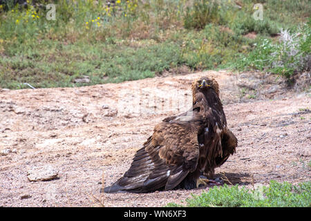 Golden Eagle Berkut assis lors de la chasse des proies plus près. Le Kirghizistan Voyage Banque D'Images