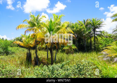 Close up of tropical forest, jungle de Praia do Forte, le Brésil. L'appui de la forêt de fougères et de palmiers luxuriants. La forêt tropicale à feuilles persistantes Banque D'Images