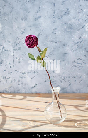 Une rose rouge fleur à longue tige et feuilles vertes en verre vase rond sur table en bois sur fond gris, Close up, du soleil et de belles ombres Banque D'Images