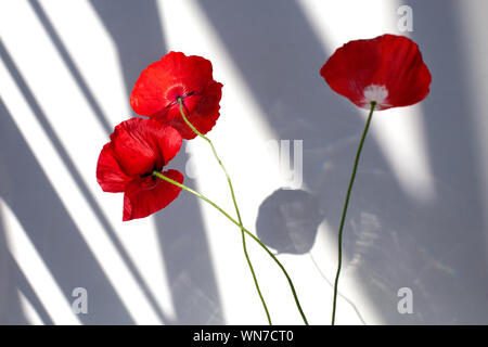 Trois fleurs de pavot sur fond blanc avec contraste des ombres closeup Banque D'Images