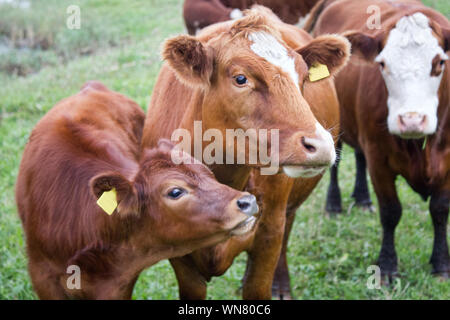 Dans un pâturage de bétail sur la rive du fleuve. Vaches et veaux avec une marque auriculaire Banque D'Images