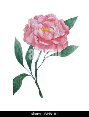 Fleur de pivoine fleurs aquarelle abstraite isolé sur fond blanc, à la main pour l'illustration botanique floral design Banque D'Images