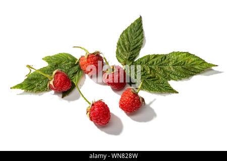 Framboise fraîche avec des feuilles isolées sur fond blanc. Rubus idaeus Banque D'Images