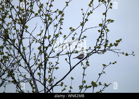Sizerin flammé (Acanthis hornemanni arctique) ou hybride avec le sizerin flammé au printemps, la taïga du nord. Tourné bouleau les feuilles. La Laponie Banque D'Images