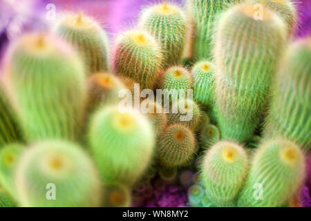 De nombreux cactus vert sur fond violet lumineux, cactus fond flou macro close up Vue de dessus Banque D'Images