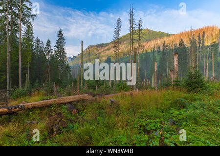 Des arbres cassés et abattus dans les montagnes Tatra Banque D'Images