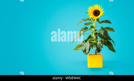 Fleurs de tournesol dans un vase jaune sur fond bleu. Pot de fleurs avec helianthus plante. Fleurs de jardin d'été Banque D'Images