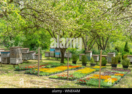 Ruches dans un beau jardin fleuri, production de miel biologique près de Borjomi, Géorgie Banque D'Images