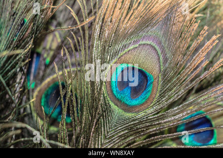 Belles plumes de paon coloré à des fins décoratives Banque D'Images
