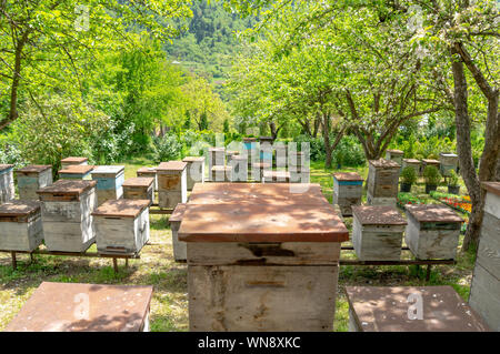 Ruches dans un beau jardin fleuri, production de miel biologique près de Borjomi, Géorgie Banque D'Images