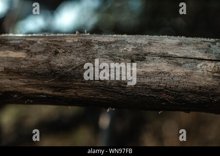 Close up Direction générale de l'arrière-plan magnifique arbre. Macro-vision. Banque D'Images