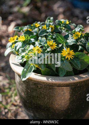 Zinnia rampant mexicain (Sanvitalia procumbens) fleurs Banque D'Images