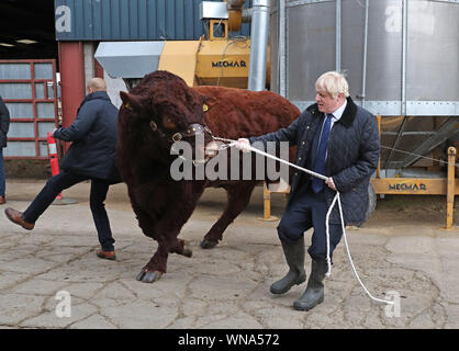 Un taureau heurte un policier en civil (à gauche) tout en étant parcouru par le premier ministre Boris Johnson au cours de sa visite à Darnford Farm à Banchory près de Aberdeen à l'occasion de la publication de l'examen de la LPB Seigneur et l'annonce de fonds supplémentaires pour les agriculteurs écossais. Banque D'Images