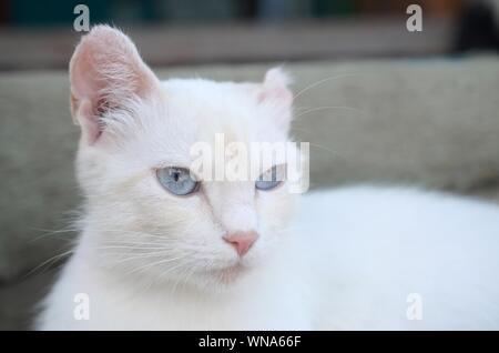 Un chat blanc pur avec les yeux bleu turquoise et rose oreilles défectueux à l'extérieur. Banque D'Images