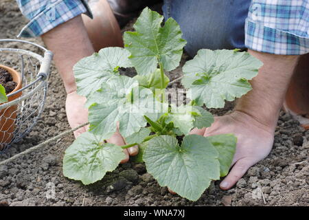 Cucurbita pepo 'Black Beauty'. En raffermissant les jeunes plants de courgettes après la plantation Banque D'Images