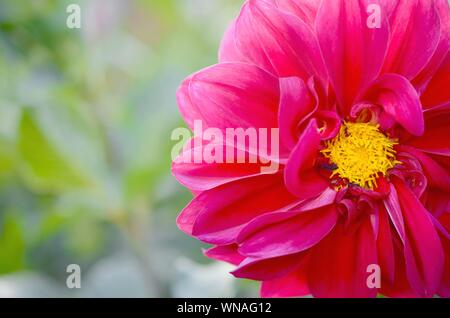 Plan Macro sur l'évêque de llandaff Dahlia fleur pourpre. La ramification est un cultivar vivace tubéreuse sombre de couleur aubergine avec feuillage noir Banque D'Images