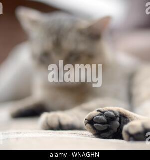 Triste chat tigré couché sur un canapé en plein air et de repos avec paw d'objectif dans l'avant-plan et le museau dans décentreriez Banque D'Images