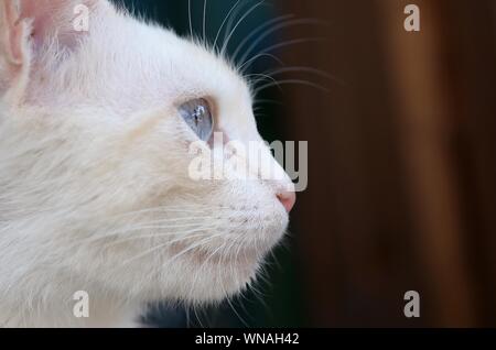 Un chat blanc pur avec les yeux bleu turquoise et rose oreilles défectueux à l'extérieur. Banque D'Images