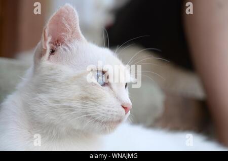 Un chat blanc pur avec les yeux bleu turquoise et rose oreilles défectueux à l'extérieur. Banque D'Images