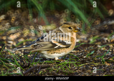 Pinson du nord (Fringilla montifringilla).femme photographiée en janvier dans le jardin.introduit dans l'appareil photo, avec de la nourriture.Sud Ouest France Banque D'Images