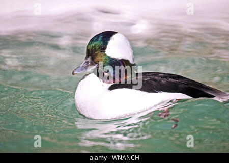 Le petit garrot (Bucephala albeola).mâle adulte en plumage nuptial. Banque D'Images