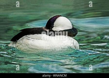 Le petit garrot (Bucephala albeola).mâle adulte en plumage nuptial. Banque D'Images