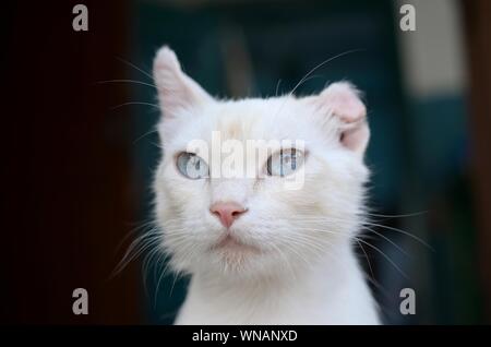Un chat blanc pur avec les yeux bleu turquoise et rose oreilles défectueux à l'extérieur. Banque D'Images