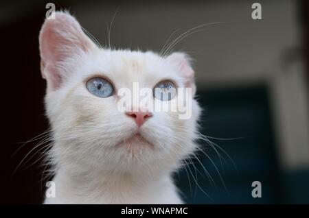 Un chat blanc pur avec les yeux bleu turquoise et rose oreilles défectueux à l'extérieur. Banque D'Images