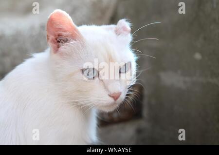 Un chat blanc pur avec les yeux bleu turquoise et rose oreilles défectueux à l'extérieur. Banque D'Images