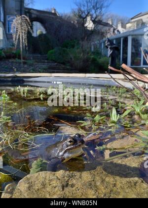 Grenouille rousse (Rana temporaria) et frogspawn dans un étang de jardin, Wiltshire, Royaume-Uni, février. Banque D'Images