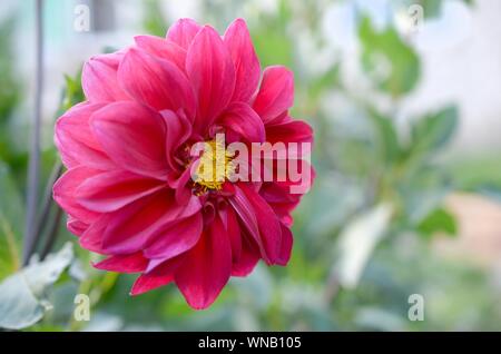 Plan Macro sur l'évêque de llandaff Dahlia fleur pourpre. La ramification est un cultivar vivace tubéreuse sombre de couleur aubergine avec feuillage noir Banque D'Images