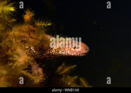 Great crested newt (Triturus cristatus) femmes dans un étang de jardin dans la nuit, près de Wells, Somerset, Royaume-Uni, mars. Photographié sous licence. Banque D'Images