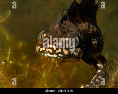 Great crested newt (Triturus cristatus) mâle dans un étang de jardin dans la nuit, les visualiser, Somerset, Royaume-Uni, mars. Photographié sous licence. Banque D'Images