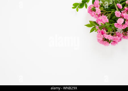 Bouquet de fleurs Daisy rose rose en haut à droite sur fond blanc. Un minimum de mise à plat, vue de dessus la composition de style, les frais généraux. Banque D'Images