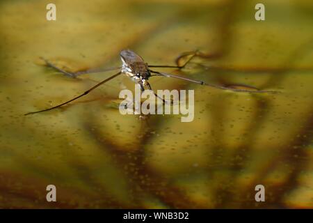 Étang commun / patineur Gerris lacustris (Water Strider) debout sur la surface d'un étang de jardin avec des algues vertes coloniales (Volvox) sous la surface. Banque D'Images