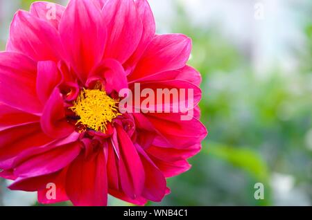 Plan Macro sur l'évêque de llandaff Dahlia fleur pourpre. La ramification est un cultivar vivace tubéreuse sombre de couleur aubergine avec feuillage noir Banque D'Images