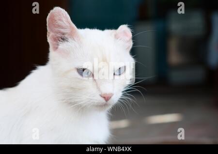Un chat blanc pur avec les yeux bleu turquoise et rose oreilles défectueux à l'extérieur. Banque D'Images