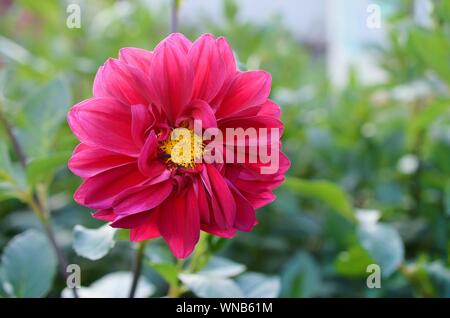 Plan Macro sur l'évêque de llandaff Dahlia fleur pourpre. La ramification est un cultivar vivace tubéreuse sombre de couleur aubergine avec feuillage noir Banque D'Images