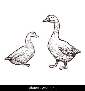 Les animaux de ferme de l'OIE et du Canard, croquis oiseaux isolé sur le fond blanc. Vintage style. Vector illustration. Illustration de Vecteur