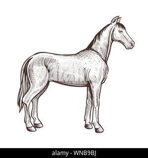 L'handdrawn artwork. Animaux chevaux dessin pour l'équitation, le sport équestre ou autres design. Vector illustration isolé sur fond blanc Illustration de Vecteur