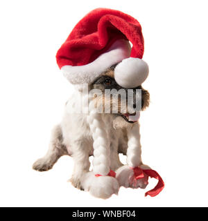 Père Noël mignon. portrait de chien Jack Russell Terrier a une tête rouge sur. La hat a une étoile. Le chien a sa bouche ouverte. Il est assis en face d'une brindille Banque D'Images