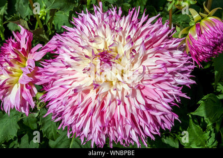 Dahlia fleur, dahlias, Dahlia 'Pinelands Princess' Banque D'Images