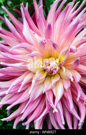 Beauté semi-Cactus Dahlia fleur gros plan Dahlia 'skipley Grande' Banque D'Images