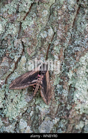 Privet Hawk Moth : Sphinx ligustri. Devon, UK Banque D'Images